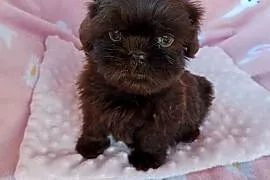 Piesek shih tzu czekoladowy