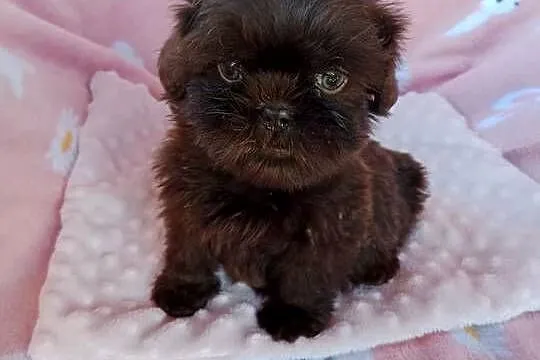Piesek shih tzu czekoladowy