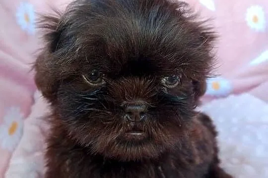 Piesek shih tzu czekoladowy, Opolskie, Nysa