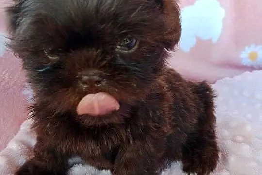 Piesek shih tzu czekoladowy, Opolskie, Nysa