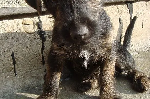 4 miesięczny kundelek,  wielkopolskie Kalisz