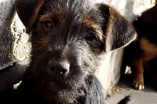 4 miesięczny kundelek,  wielkopolskie Kalisz