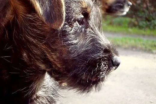 4 miesięczny kundelek,  wielkopolskie Kalisz