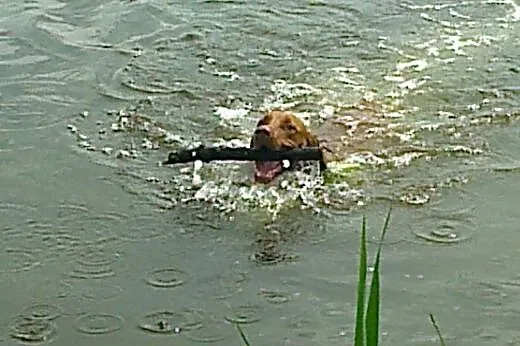 Wyżeł Węgierski,  mazowieckie Milanówek