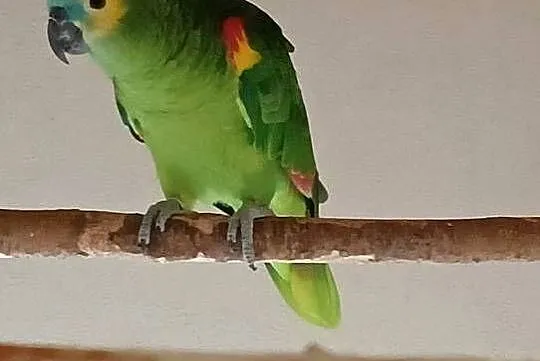 Amazonka Niebieskoczelna