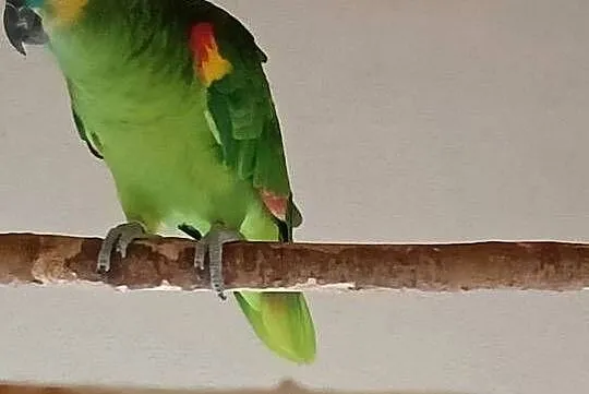 Amazonka Niebieskoczelna, Śląskie, Rybnik