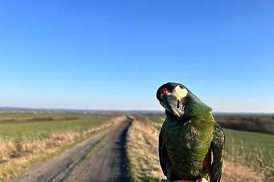 Ara Marakana samiec ręcznie karmiony, Wielkopolskie, Konarzewo