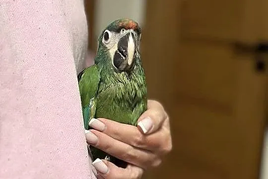 Ara Marakana samiec ręcznie karmiony, Wielkopolskie, Konarzewo