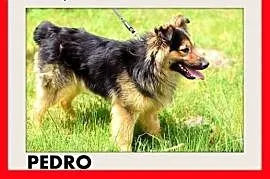 PEDRO,sredni,odważny,wierny,czujny pies do dom z o, Wrocław