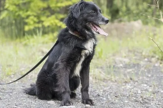 Filon szuka domu