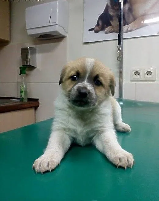 ZAZU, ZUZA, ZGUBA- 8 tyg suczki do adopcji,, mało
