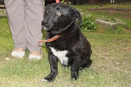 Oreo słodziak do pokochania!!!,  mazowieckie Warsz