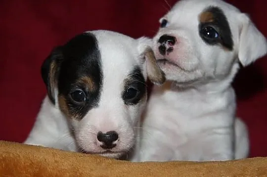 Parson Russell Terrier