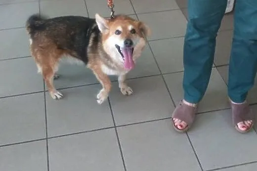 Tobi  nieduży antydepresyjny psiak,  małopolskie K