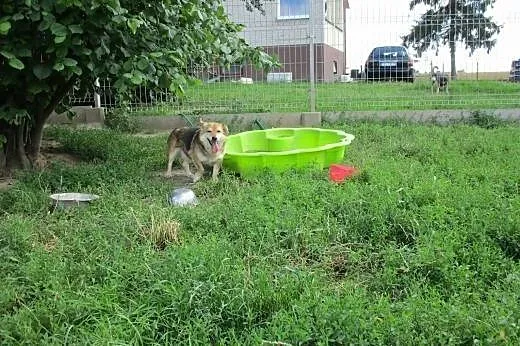 Tobi  nieduży antydepresyjny psiak,  małopolskie K
