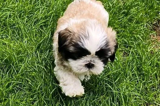 ŚLICZNE szczeniaki Shih-tzu