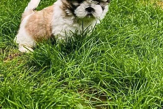 ŚLICZNE szczeniaki Shih-tzu, Dolnośląskie, Jawor