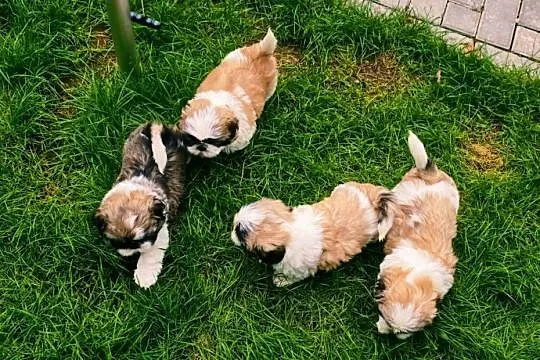 ŚLICZNE szczeniaki Shih-tzu, Dolnośląskie, Jawor