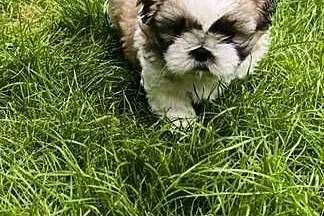 ŚLICZNE szczeniaki Shih-tzu, Dolnośląskie, Jawor