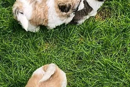 ŚLICZNE szczeniaki Shih-tzu, Dolnośląskie, Jawor