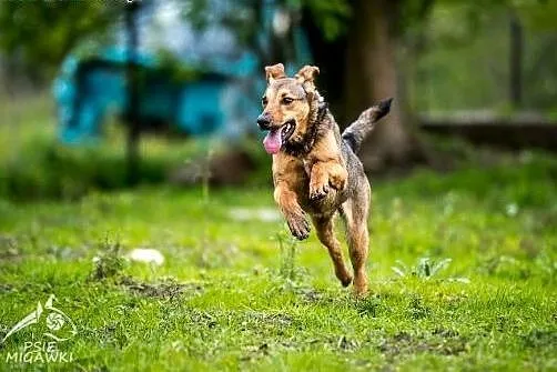 Bardzo grzeczna psia panienka szuka domu! LIMONKA!