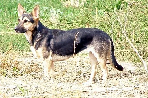 Zoja &#8211; młoda, niewielka suczka o pięknyc