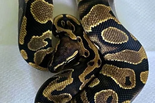 Wąż pyton królewski, python regius samica