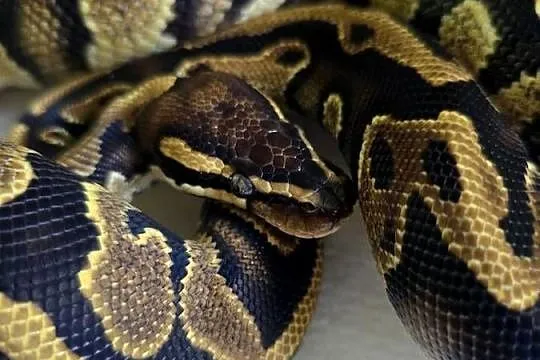 Wąż pyton królewski, python regius samica, Dolnośląskie, Wrocław