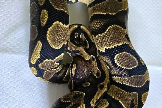 Wąż pyton królewski, python regius samica, Dolnośląskie, Wrocław