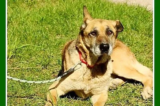 Starsza sunia IZA,spokojna, łagodna, zrównoważona, przyjazna_Adopcja