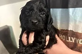 Cockapoo