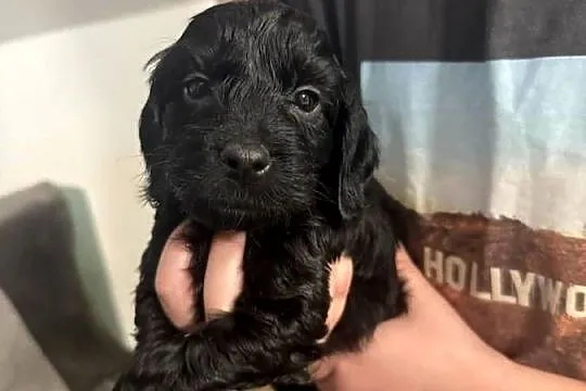 Cockapoo