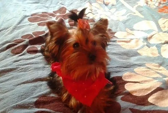 York. Yorki mini.
