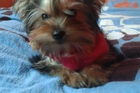 York. Yorki mini.
