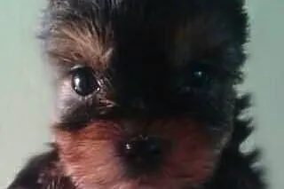 York. Yorki mini.