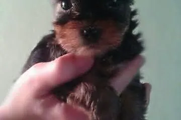 York. Yorki mini.