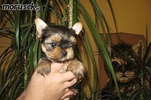 York. Yorki mini.