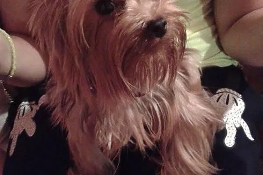 York. Yorki mini.