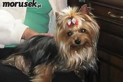 York. Yorki mini.