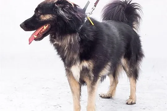 Puszysty Oscar szuka domu, Śląskie, Bytom