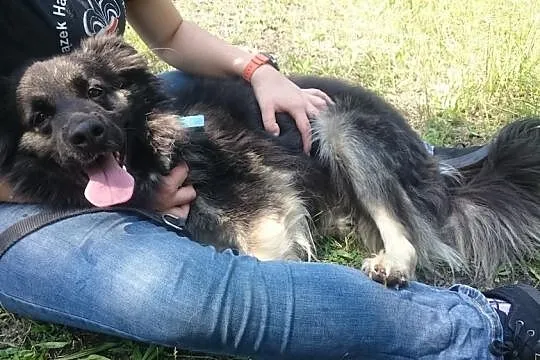 Puszysty Oscar szuka domu, Śląskie, Bytom