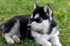 Śliczny piesek Husky szczeniak z rodowodem