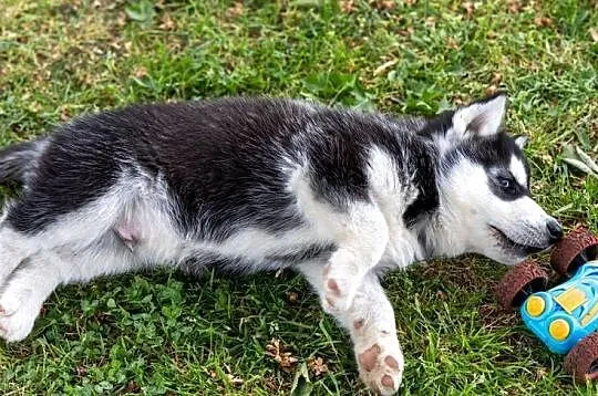 Śliczny piesek Husky szczeniak z rodowodem, Podkarpackie, Wola Zarczycka