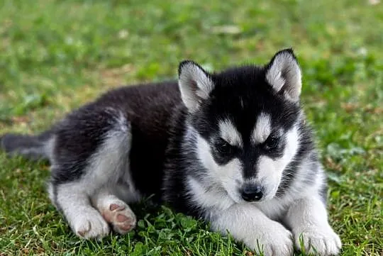Śliczny piesek Husky szczeniak z rodowodem, Podkarpackie, Wola Zarczycka