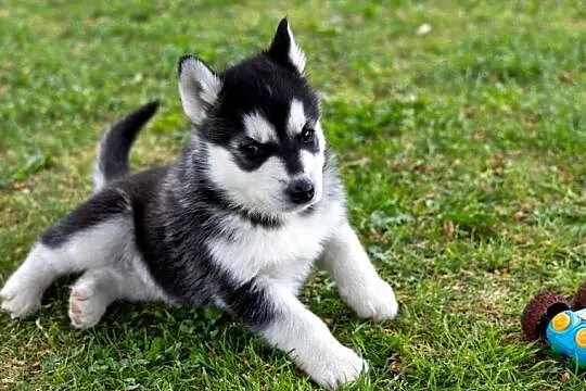 Śliczny piesek Husky szczeniak z rodowodem, Podkarpackie, Wola Zarczycka
