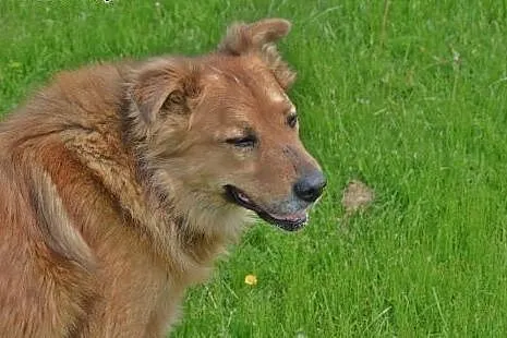 TEDDY - łagodny misiek - może przyśni Ci się?,  ma