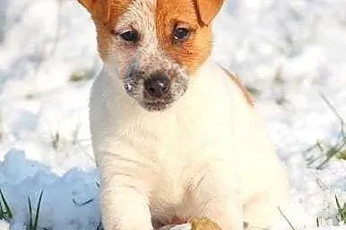Jack Russell Terrier - pieski RODOWÓD FCI Renomowa