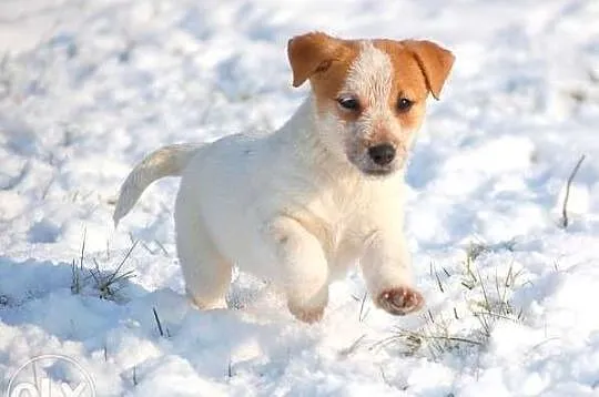 Jack Russell Terrier - pieski RODOWÓD FCI Renomowa