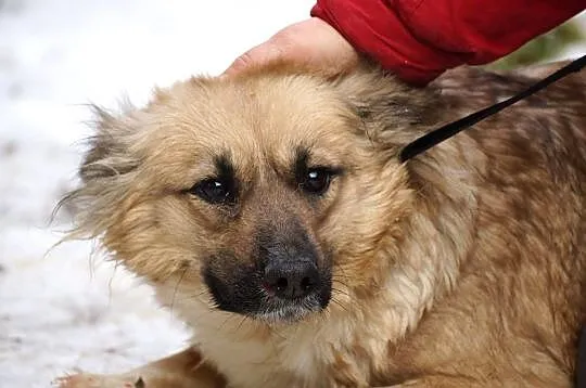 Nakolankowa, delikatna Syrenka, cudowna sunieczka 