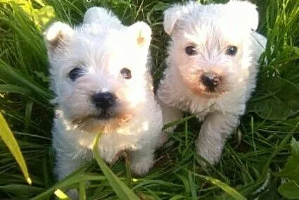 Sprzedam szczenięta rasy west highland terrier, p